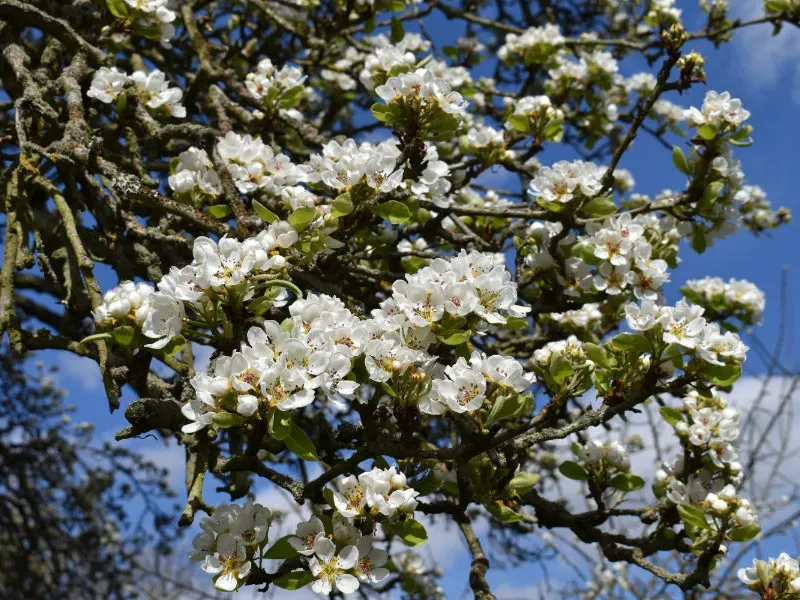 Orchard Blossom