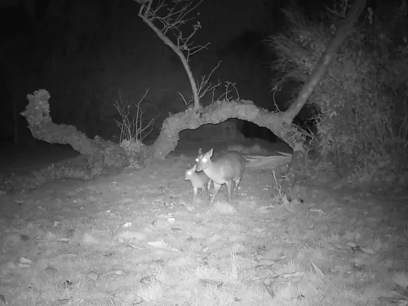 Muntjac Deer